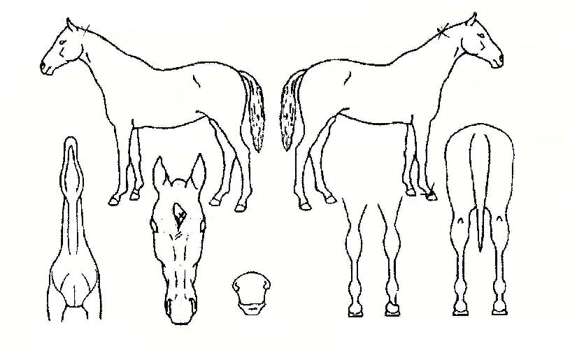 ����������� ����,���,�޸�,�λ�,�ٸ��� Ư¡����