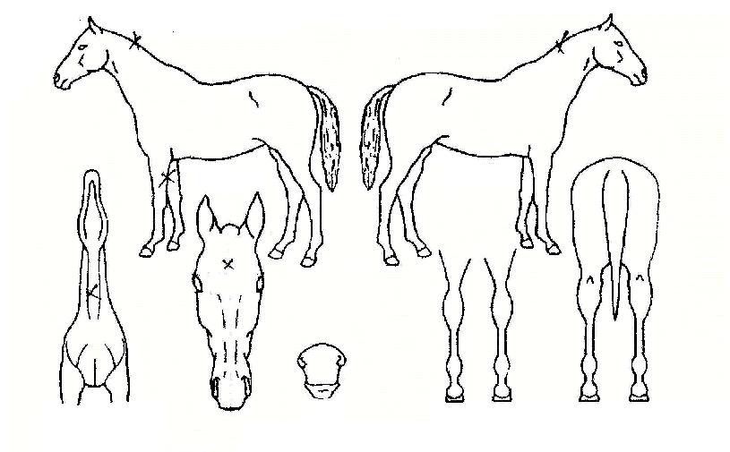 ���̳��� ����,���,�޸�,�λ�,�ٸ��� Ư¡����