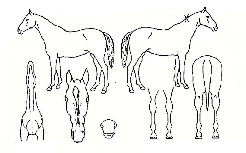 ¹Ì½ºÅʰíÀÇ Ãø¸é,¿ì¸é,µÞ¸é,µÎ»ó,´Ù¸®ÀÇ Æ¯Â¡µµÇØ