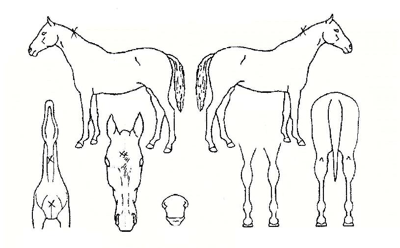 ³ëµ¶ÀÏüÀÇ Ãø¸é,¿ì¸é,µÞ¸é,µÎ»ó,´Ù¸®ÀÇ Æ¯Â¡µµÇØ