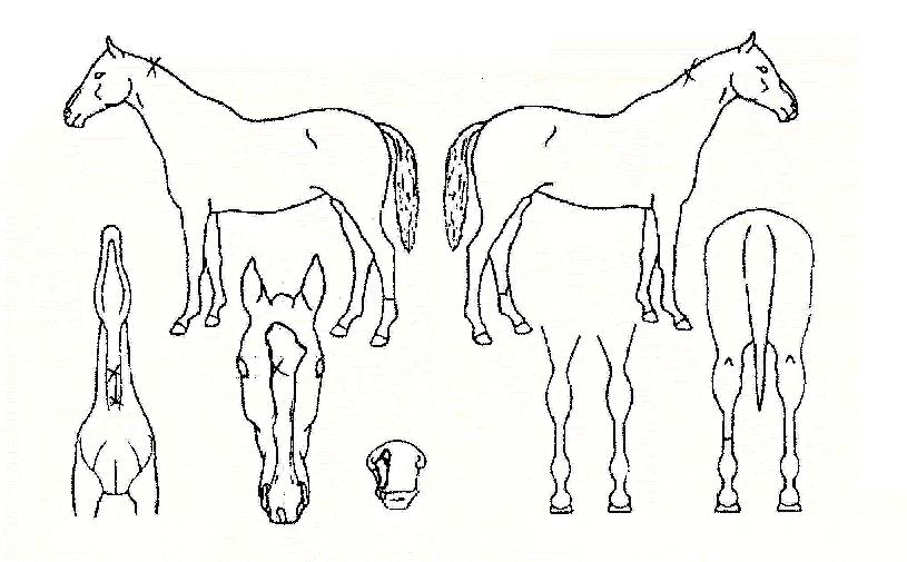 õ������ ����,���,�޸�,�λ�,�ٸ��� Ư¡����