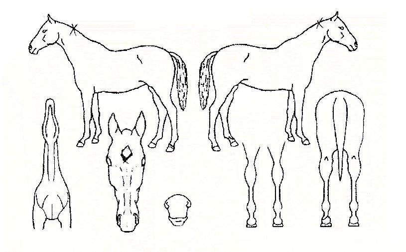 ��δ뱺�� ����,���,�޸�,�λ�,�ٸ��� Ư¡����