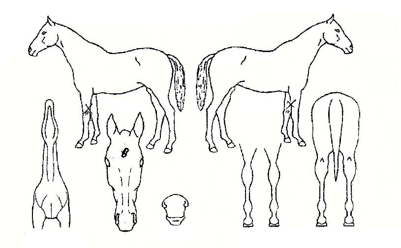 Æä°¡¼ö½ºÄýÀÇ Ãø¸é,¿ì¸é,µÞ¸é,µÎ»ó,´Ù¸®ÀÇ Æ¯Â¡µµÇØ