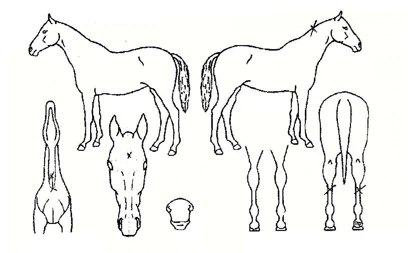 ¼±Ç³ÀûÀÎÀÇ Ãø¸é,¿ì¸é,µÞ¸é,µÎ»ó,´Ù¸®ÀÇ Æ¯Â¡µµÇØ