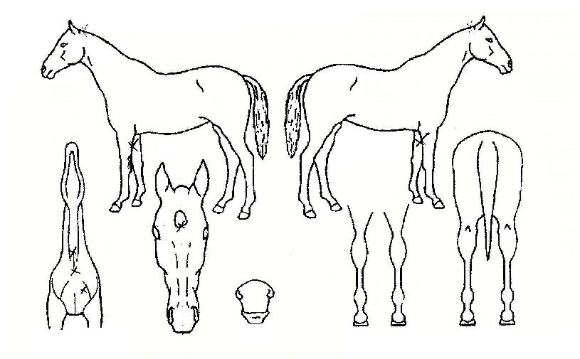 ¼´ÏºöÀÇ Ãø¸é,¿ì¸é,µÞ¸é,µÎ»ó,´Ù¸®ÀÇ Æ¯Â¡µµÇØ