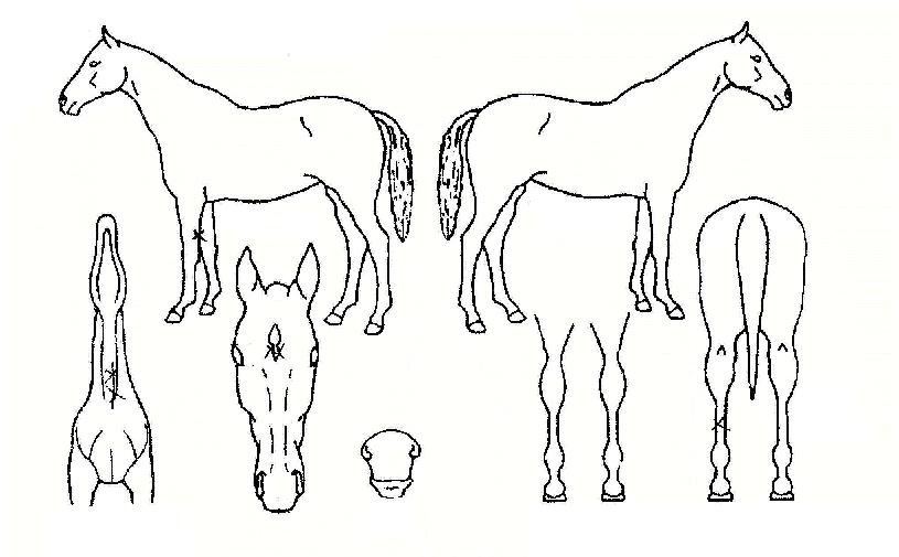 ´Ü¼®ÀÇ Ãø¸é,¿ì¸é,µÞ¸é,µÎ»ó,´Ù¸®ÀÇ Æ¯Â¡µµÇØ