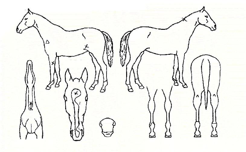 ¾Æ¸§´Ù¿î¹Ì¼ÒÀÇ Ãø¸é,¿ì¸é,µÞ¸é,µÎ»ó,´Ù¸®ÀÇ Æ¯Â¡µµÇØ