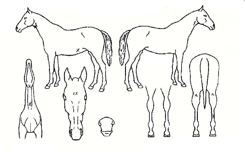 ¿¬¼Ó¼®±ÇÀÇ Ãø¸é,¿ì¸é,µÞ¸é,µÎ»ó,´Ù¸®ÀÇ Æ¯Â¡µµÇØ