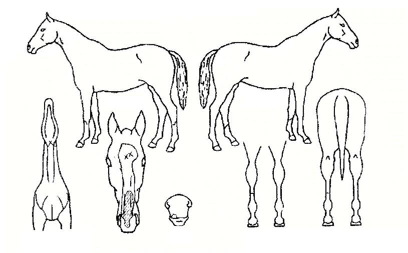 ��پ�Ʋ��Ÿ�� ����,���,�޸�,�λ�,�ٸ��� Ư¡����