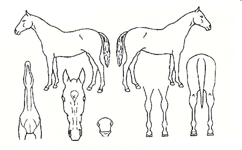 °æ¼ºÁöÀçÀÇ Ãø¸é,¿ì¸é,µÞ¸é,µÎ»ó,´Ù¸®ÀÇ Æ¯Â¡µµÇØ