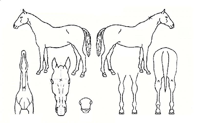 ÀÌ¹êÆ®Ç®ÀÚ¸¶ÀÇ Ãø¸é,¿ì¸é,µÞ¸é,µÎ»ó,´Ù¸®ÀÇ Æ¯Â¡µµÇØ