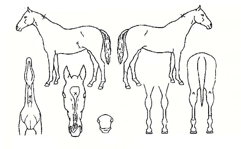 ���ɻ��ڸ��� ����,���,�޸�,�λ�,�ٸ��� Ư¡����