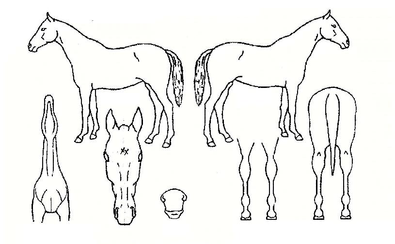 �б����� ����,���,�޸�,�λ�,�ٸ��� Ư¡����