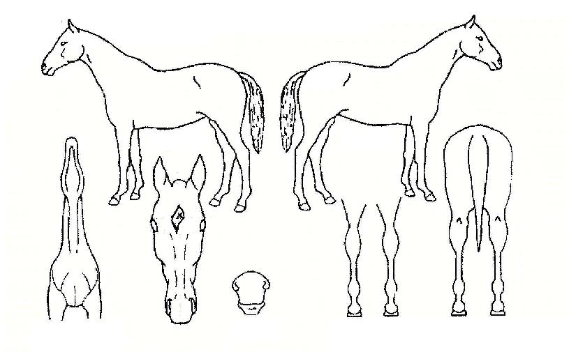 ºÐȫġ¸¶ÀÇ Ãø¸é,¿ì¸é,µÞ¸é,µÎ»ó,´Ù¸®ÀÇ Æ¯Â¡µµÇØ