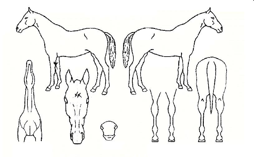 õ�������� ����,���,�޸�,�λ�,�ٸ��� Ư¡����