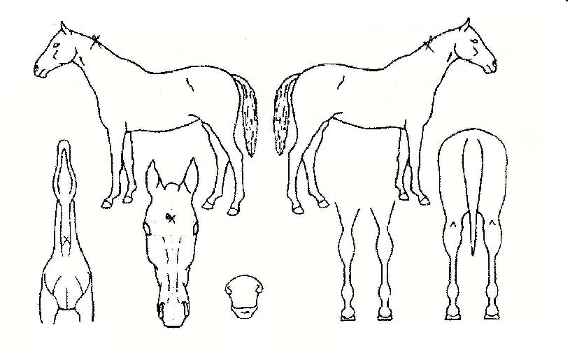 ³²¹æ¿©°ÉÀÇ Ãø¸é,¿ì¸é,µÞ¸é,µÎ»ó,´Ù¸®ÀÇ Æ¯Â¡µµÇØ