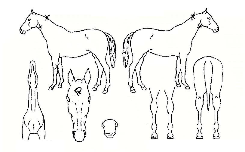 �Ǳ���õ�� ����,���,�޸�,�λ�,�ٸ��� Ư¡����