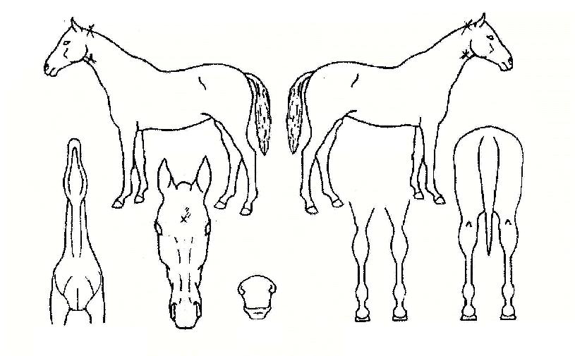 �ö������� ����,���,�޸�,�λ�,�ٸ��� Ư¡����