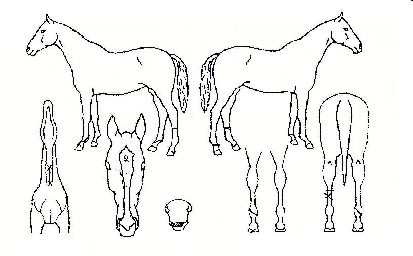 ������ ����,���,�޸�,�λ�,�ٸ��� Ư¡����