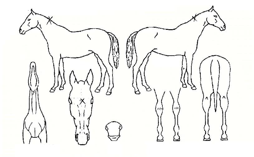 ��Ʈ�������� ����,���,�޸�,�λ�,�ٸ��� Ư¡����