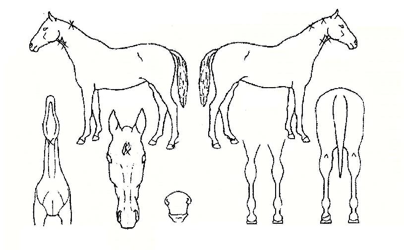 ºê¶óÀÌÆ®ºñÀüÀÇ Ãø¸é,¿ì¸é,µÞ¸é,µÎ»ó,´Ù¸®ÀÇ Æ¯Â¡µµÇØ