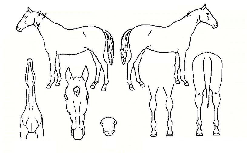 °È£ÁöÁ¸ÀÇ Ãø¸é,¿ì¸é,µÞ¸é,µÎ»ó,´Ù¸®ÀÇ Æ¯Â¡µµÇØ