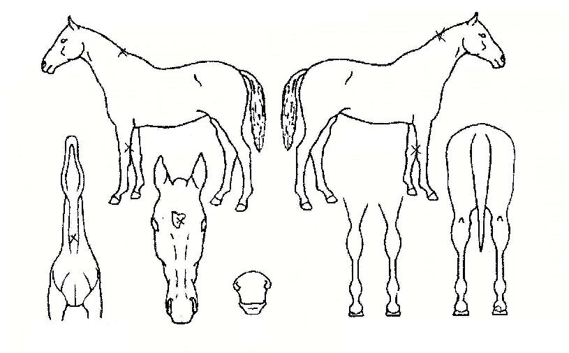 õÀÚ±ÃÀÇ Ãø¸é,¿ì¸é,µÞ¸é,µÎ»ó,´Ù¸®ÀÇ Æ¯Â¡µµÇØ