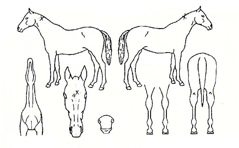 ÇÙÆøÇ³ÀÇ Ãø¸é,¿ì¸é,µÞ¸é,µÎ»ó,´Ù¸®ÀÇ Æ¯Â¡µµÇØ