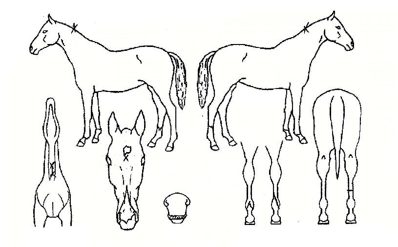 ±âÀû¼Ò¸®ÀÇ Ãø¸é,¿ì¸é,µÞ¸é,µÎ»ó,´Ù¸®ÀÇ Æ¯Â¡µµÇØ