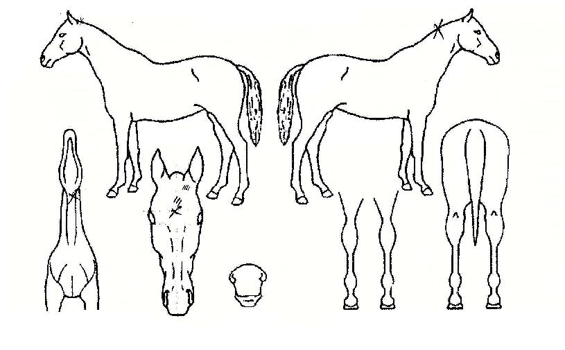 ���϶����� ����,���,�޸�,�λ�,�ٸ��� Ư¡����