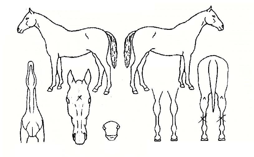 ���������� ����,���,�޸�,�λ�,�ٸ��� Ư¡����