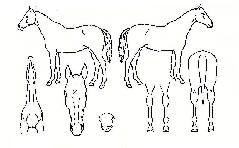 ����Ǻ��� ����,���,�޸�,�λ�,�ٸ��� Ư¡����