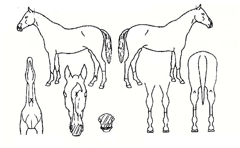 ���µ����� ����,���,�޸�,�λ�,�ٸ��� Ư¡����