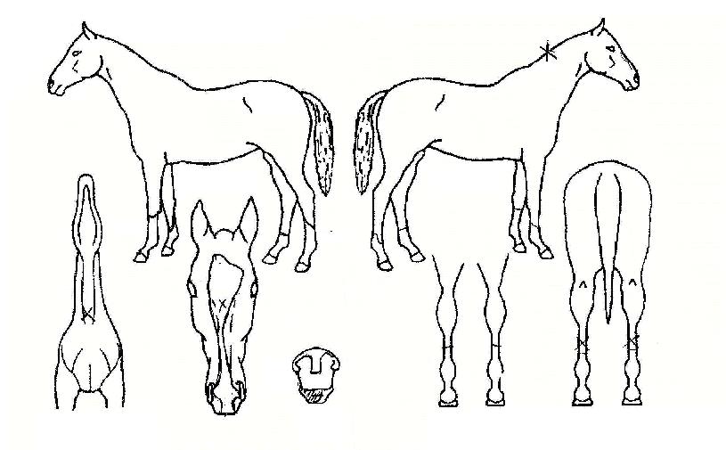 ���ּ��� ����,���,�޸�,�λ�,�ٸ��� Ư¡����