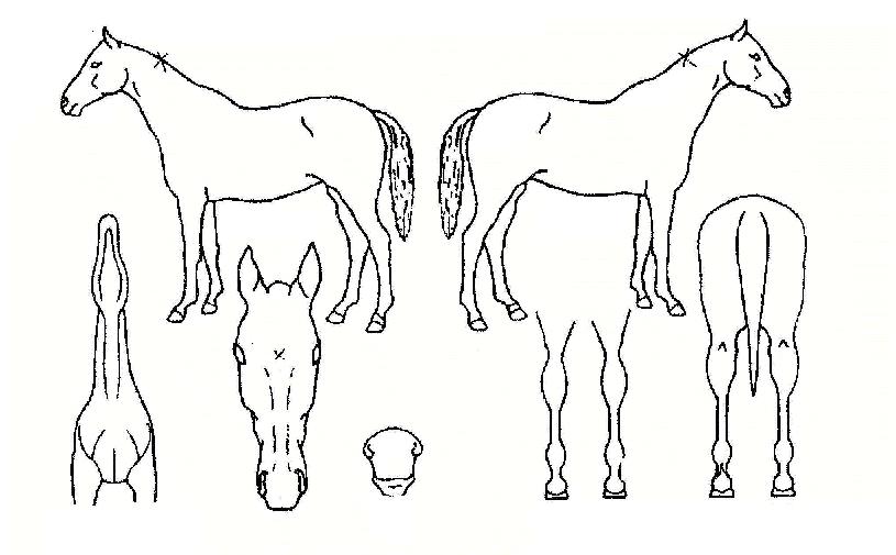 ���̾���� ����,���,�޸�,�λ�,�ٸ��� Ư¡����