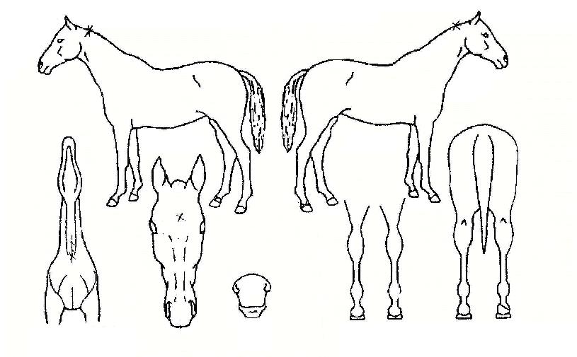 ����극��Ŀ�� ����,���,�޸�,�λ�,�ٸ��� Ư¡����