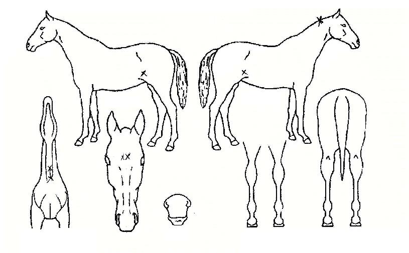 �����Ǻ��� ����,���,�޸�,�λ�,�ٸ��� Ư¡����