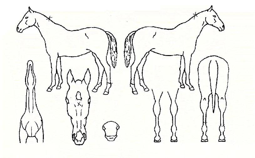 ±Ý°ü°¡¾ßÀÇ Ãø¸é,¿ì¸é,µÞ¸é,µÎ»ó,´Ù¸®ÀÇ Æ¯Â¡µµÇØ