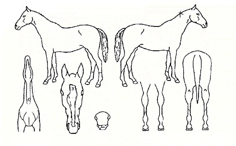 ¿À½ºÄýÀÚ¸¶ÀÇ Ãø¸é,¿ì¸é,µÞ¸é,µÎ»ó,´Ù¸®ÀÇ Æ¯Â¡µµÇØ