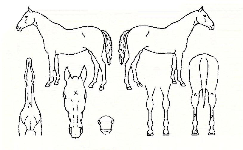 Æ÷Æ®ÀÓÇ»´ø½ºÀÇ Ãø¸é,¿ì¸é,µÞ¸é,µÎ»ó,´Ù¸®ÀÇ Æ¯Â¡µµÇØ