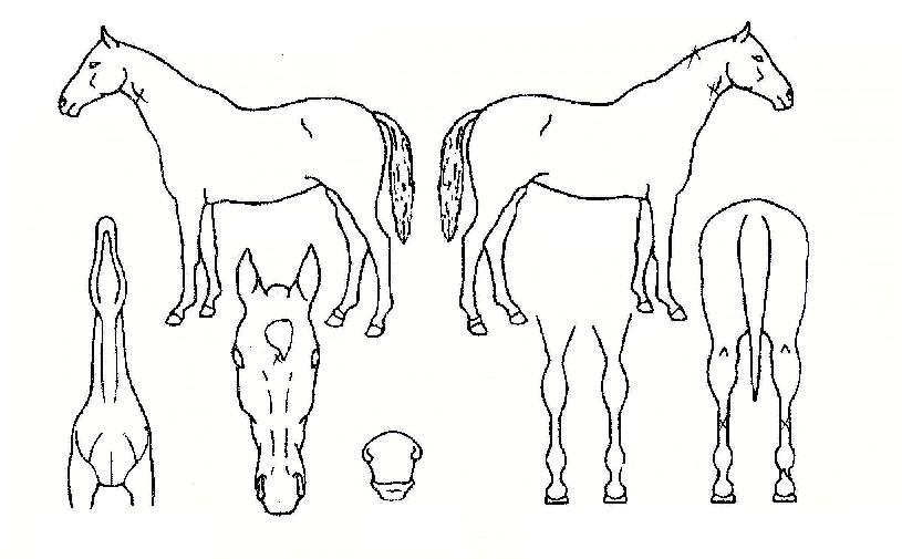 ���������� ����,���,�޸�,�λ�,�ٸ��� Ư¡����