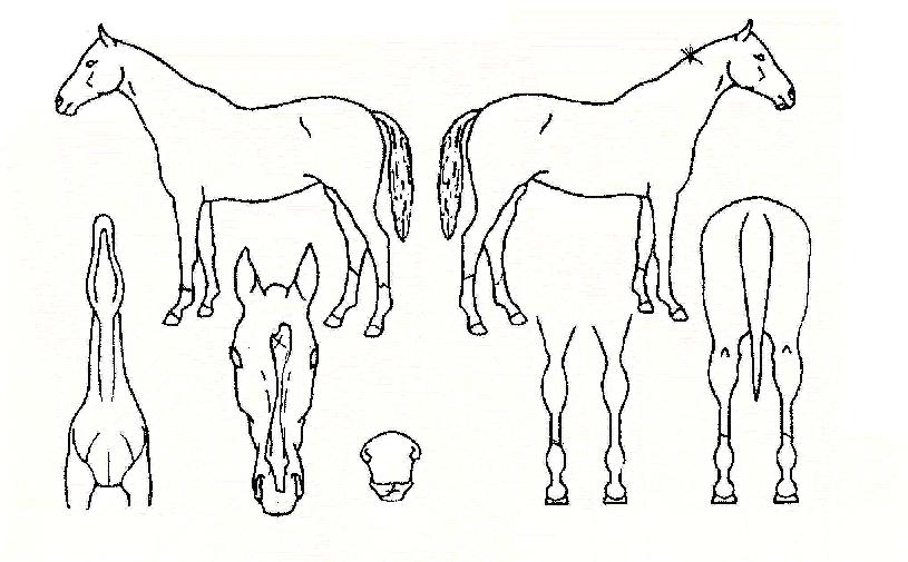 �������� ����,���,�޸�,�λ�,�ٸ��� Ư¡����