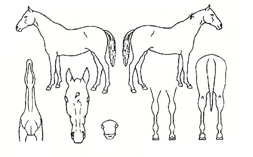 �Ƹ���� ����,���,�޸�,�λ�,�ٸ��� Ư¡����