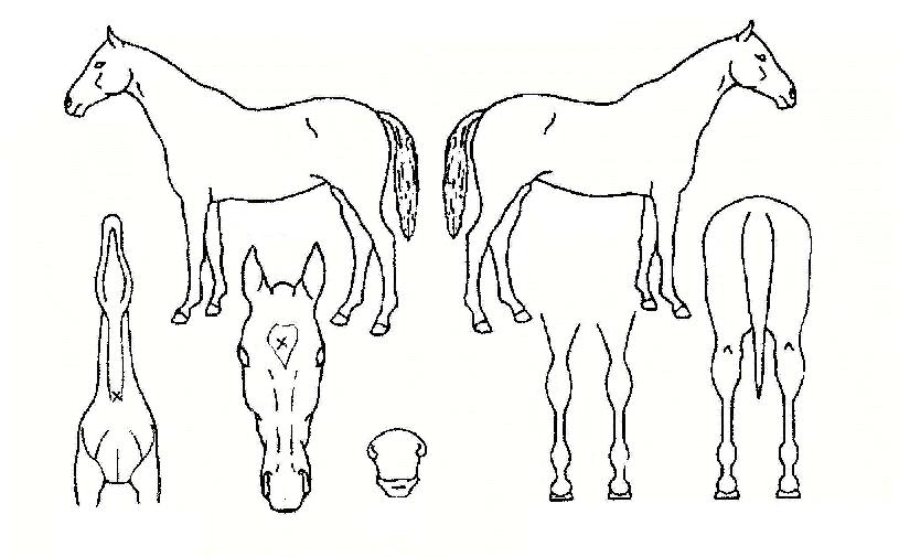 Àü¸éÀüÀÇ Ãø¸é,¿ì¸é,µÞ¸é,µÎ»ó,´Ù¸®ÀÇ Æ¯Â¡µµÇØ