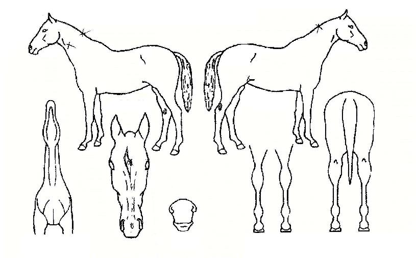 ������ ����,���,�޸�,�λ�,�ٸ��� Ư¡����