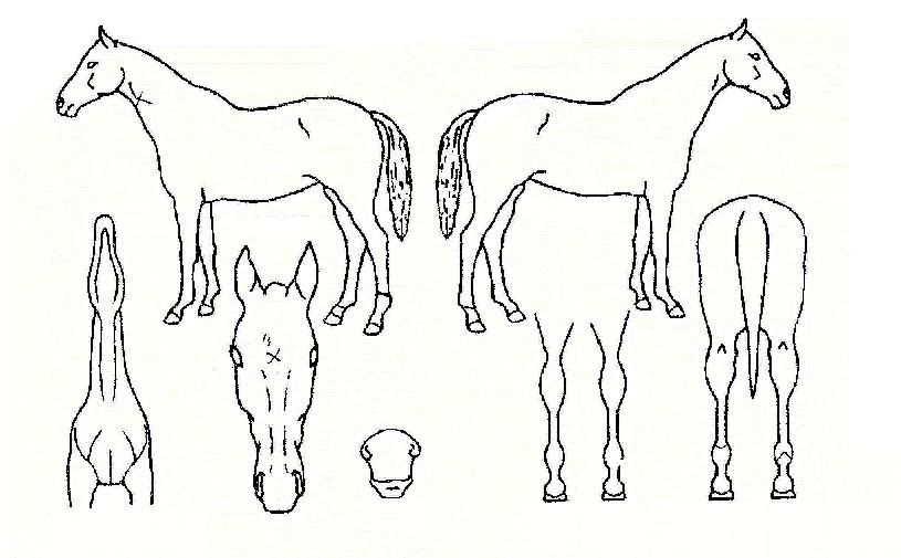 �������ڸ��� ����,���,�޸�,�λ�,�ٸ��� Ư¡����