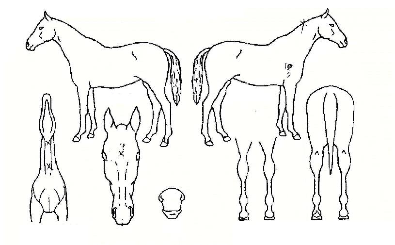 ��������� ����,���,�޸�,�λ�,�ٸ��� Ư¡����