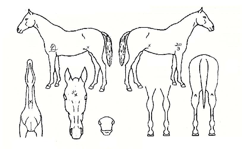 ���ǻ�ȸ�� ����,���,�޸�,�λ�,�ٸ��� Ư¡����