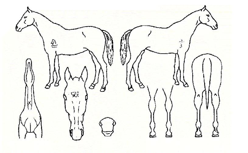 �������� ����,���,�޸�,�λ�,�ٸ��� Ư¡����