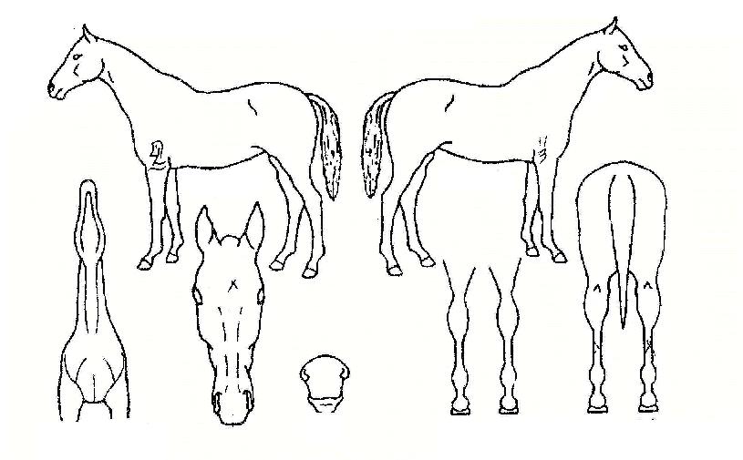 °Ý¼¼Áö°¨ÀÇ Ãø¸é,¿ì¸é,µÞ¸é,µÎ»ó,´Ù¸®ÀÇ Æ¯Â¡µµÇØ